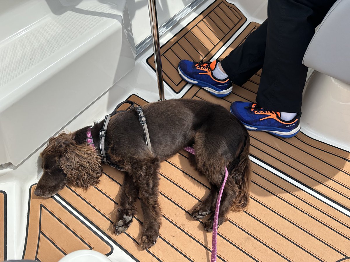 coco_should's tweet photo. A day for big walks and lounging in the sun aboard our boaty. https://t.co/ZcEOIwOfbM