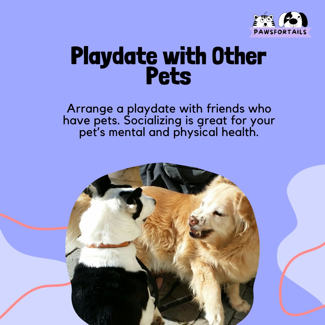 pawsfortailsind's tweet image. 🐶🐱 Make the most of your weekend with these fun activities!#WeekendWithPets #PetActivities #PetFun #PawsForTails #PetParenting #FurFamily #HappyPets #PetBonding #PetWeekend #PetAdventure