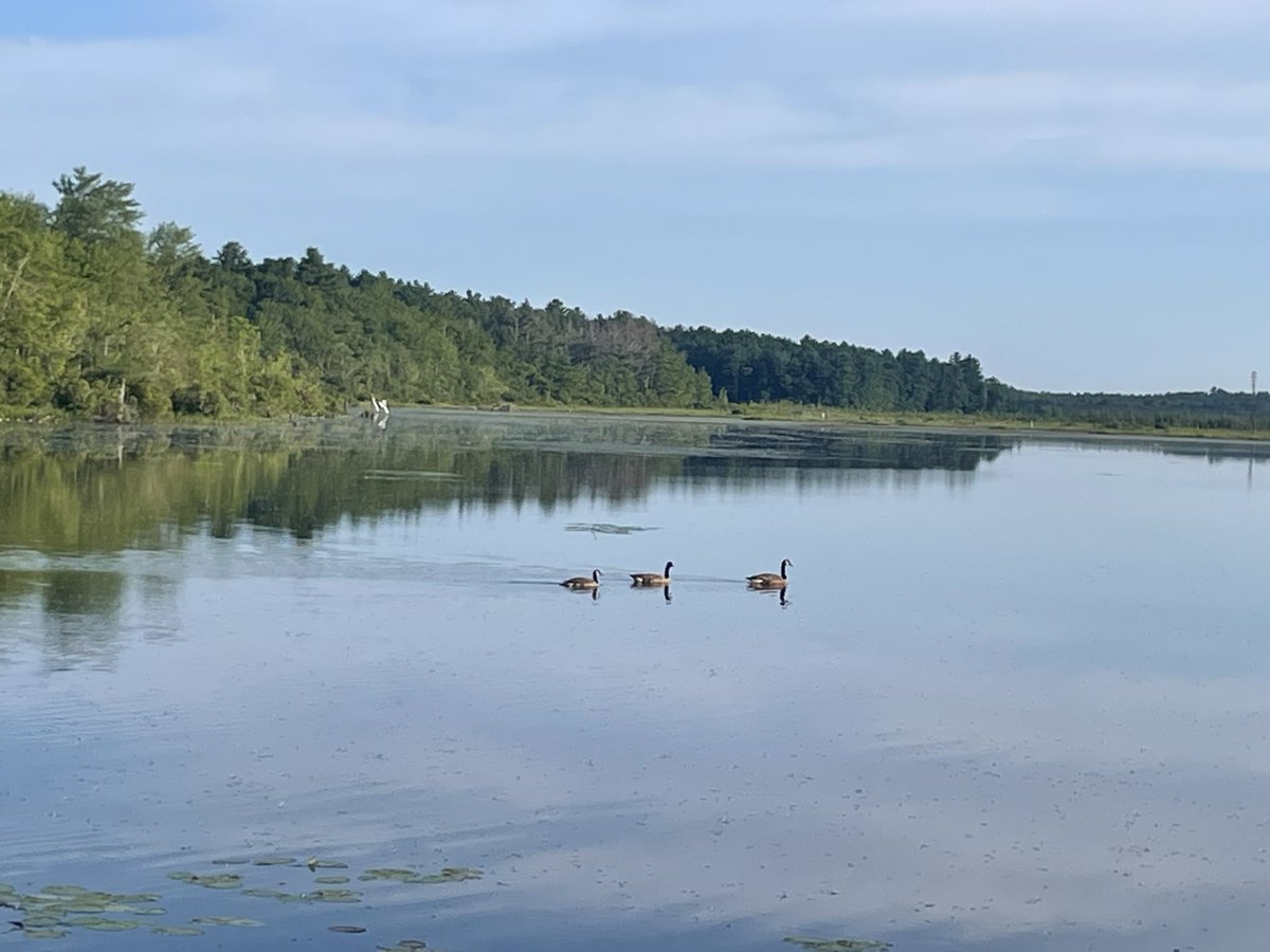 runninggriffin's tweet photo. Absolutely gorgeous morning for a run. Changing up the scenery and street running today for some beautiful trails and views at Burrage Pond Wildlife Sanctuary in Hanson, MA. Get outside, smile, laugh and enjoy life! #running #runchat #saturdaymorning #sunshine #runrise #livelife https://t.co/1njamu6s8q