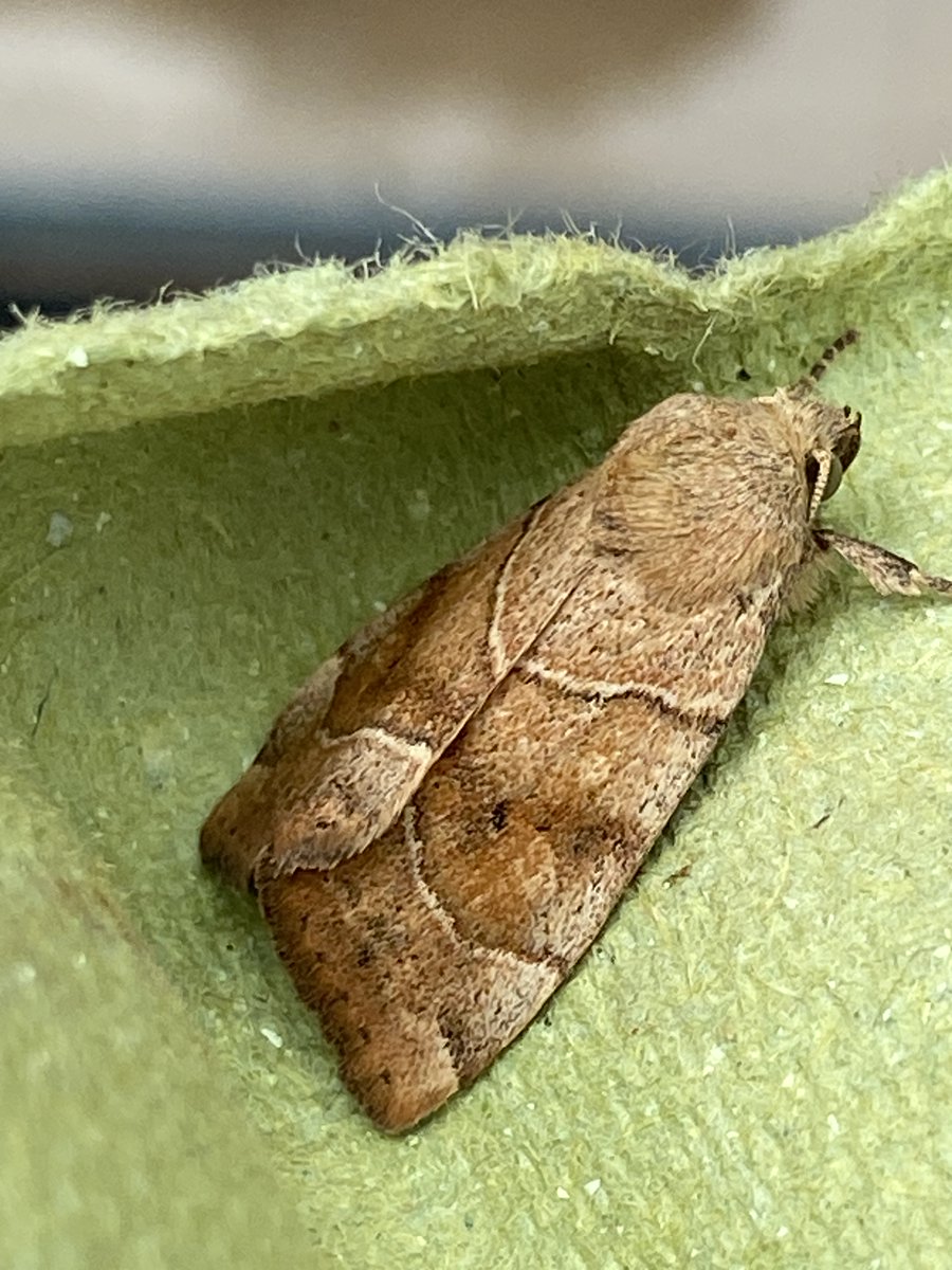 Cluny Macpherson (@clunym) on Twitter photo Fun morning lending <a href="/MeanwoodRoad/">The Meanwood Road Project</a> 's moth trap to our friends <a href="/HorsforthCA/">Horsforth Climate Action</a>. Trapped 39 moths of 19 different species overnight, all safely released. Fun morning lending <a href="/MeanwoodRoad/">The Meanwood Road Project</a> 's moth trap to our friends <a href="/HorsforthCA/">Horsforth Climate Action</a>. Trapped 39 moths of 19 different species overnight, all safely released.