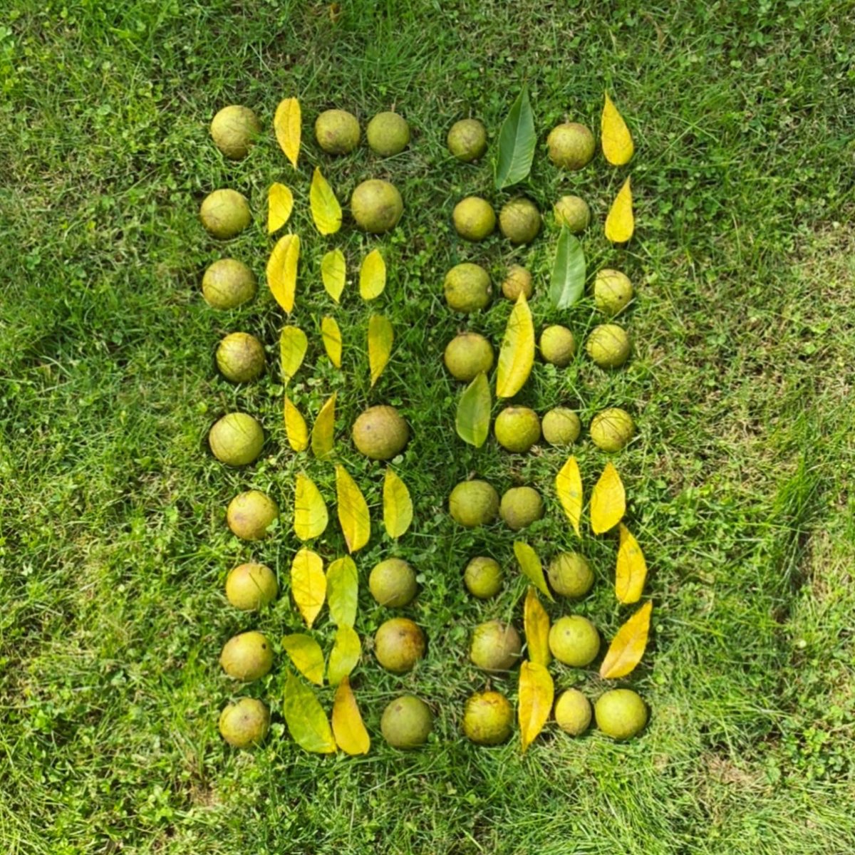 sashastiles's tweet image. Happy #OctaviaButlerDay. Highly recommend reading Parable of the Sower if you haven't yet....

From left to right: 
Cursive Binary: The only lasting truth is change.
Analog Binary Code: Earthseed
The Seed, from #Technelegy
The first page of Parable of the Sower...