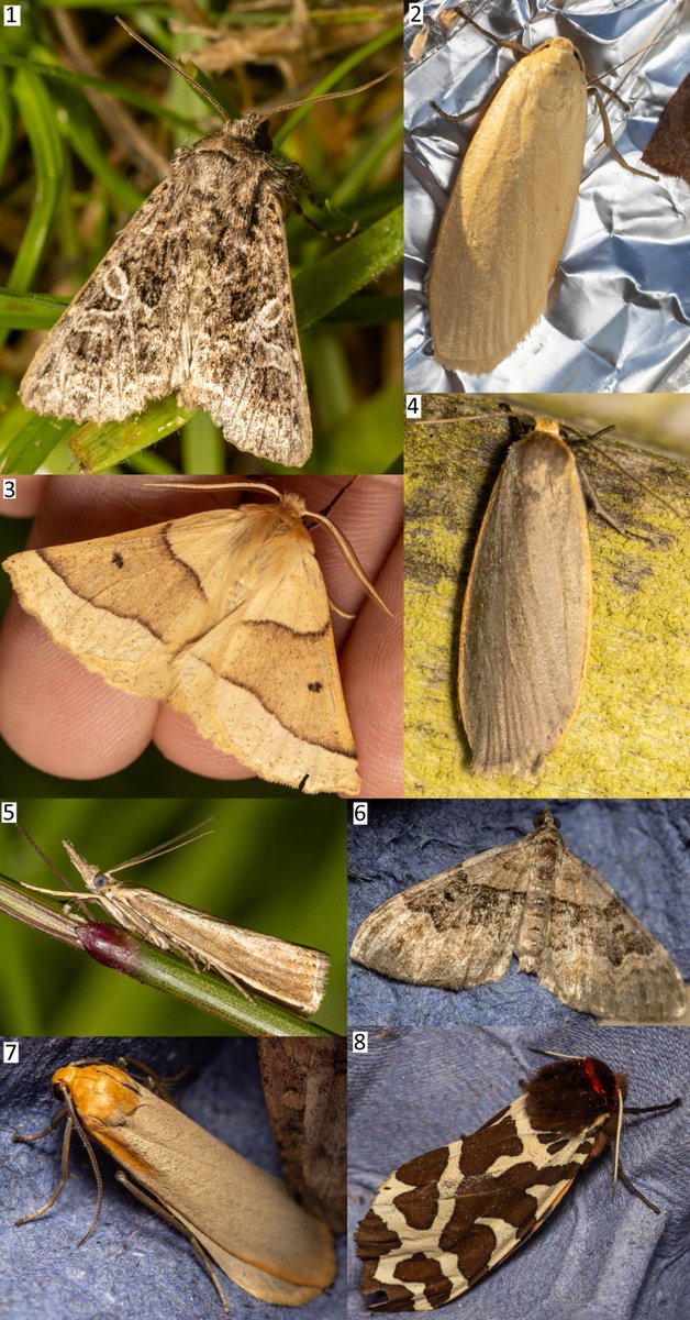 entomolojosh's tweet photo. The #Moths of #vc62 were thoroughly enjoyable - across 5 days, I recorded 157/59, w/ 7 NFYs & 13 NFRs - many wishlist #species! I managed to run 2 #MothTraps, 76/37 & 61/32. Non-#moth #wildlife & the area in general were also incredible!
#entomology #insects #mothsmatter https://t.co/dLfAJrs2sv