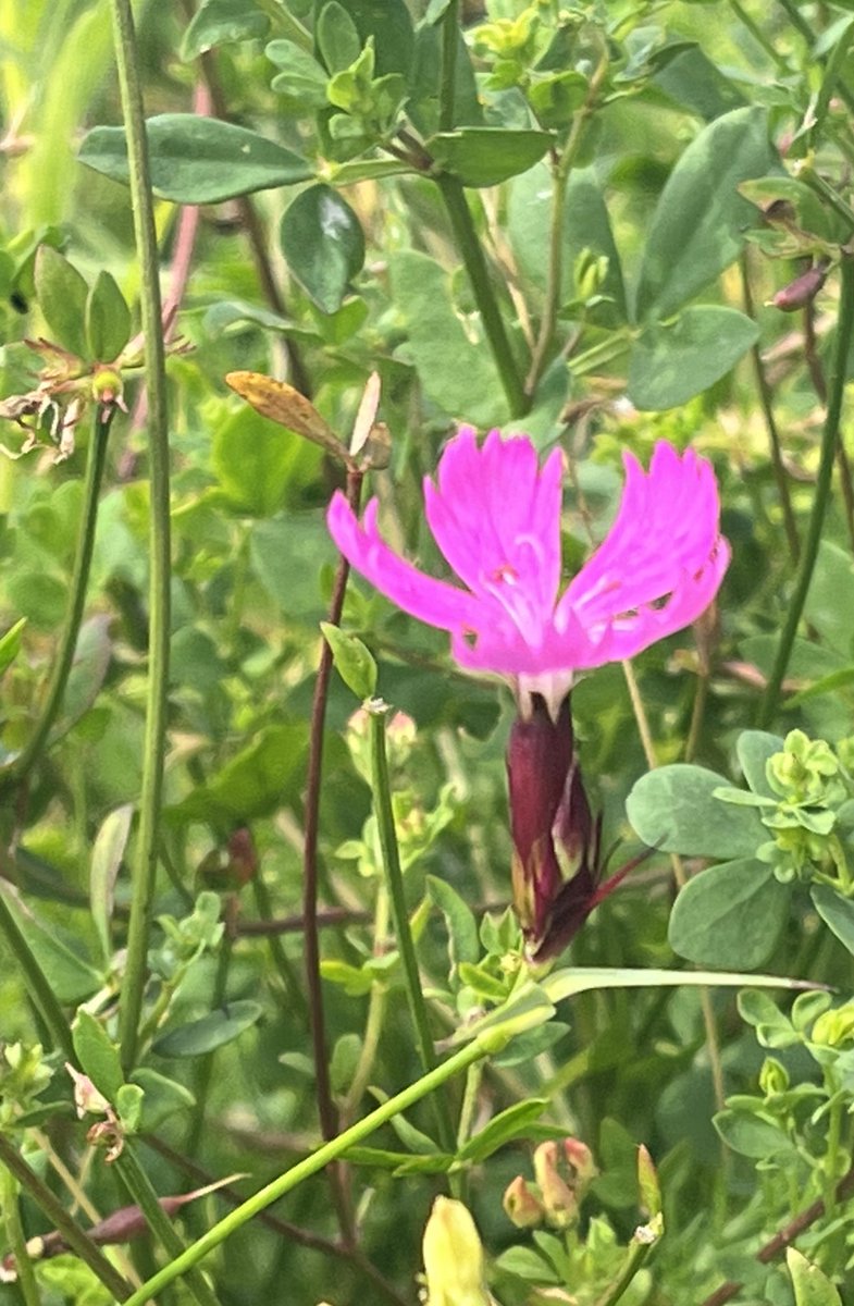 Gerrie Rozema tweet media