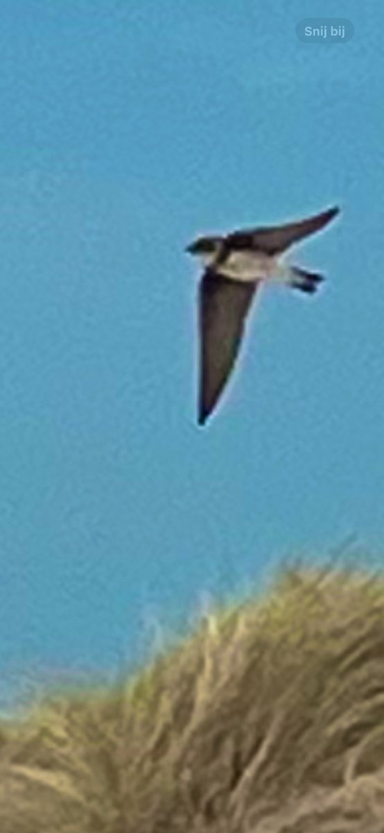 Gerrie Rozema tweet media