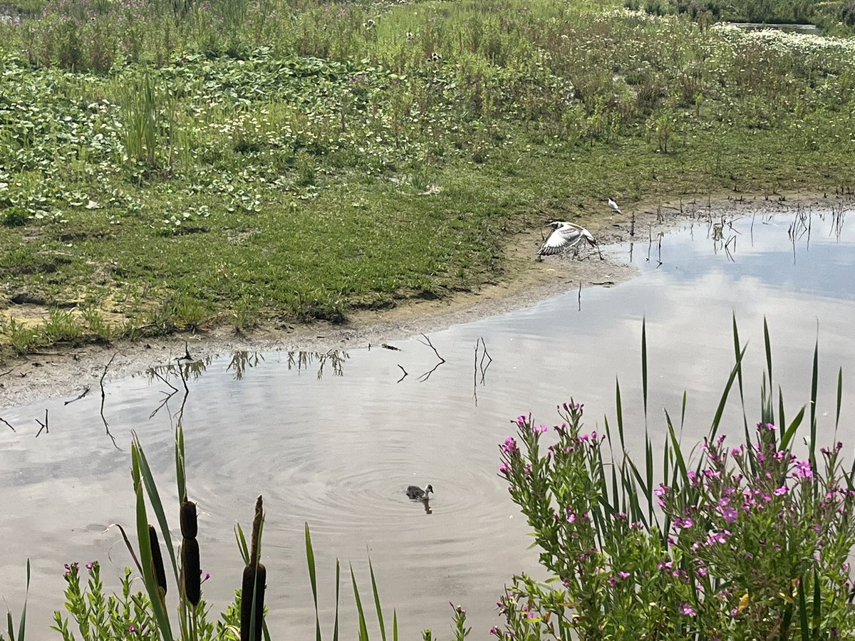 Gerrie Rozema tweet media