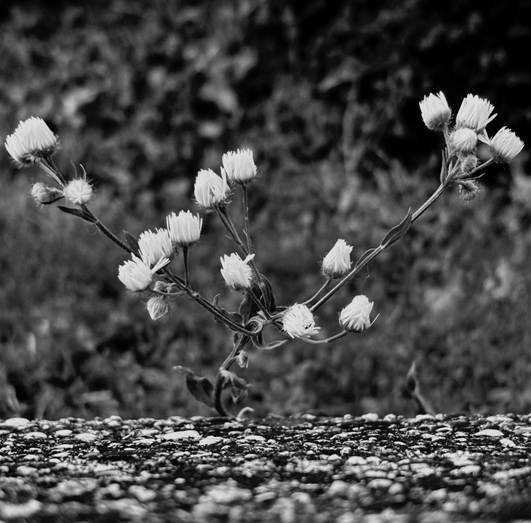 FeeLerLing's tweet image. #prettylittlethings #flowerphotography #naturelovers