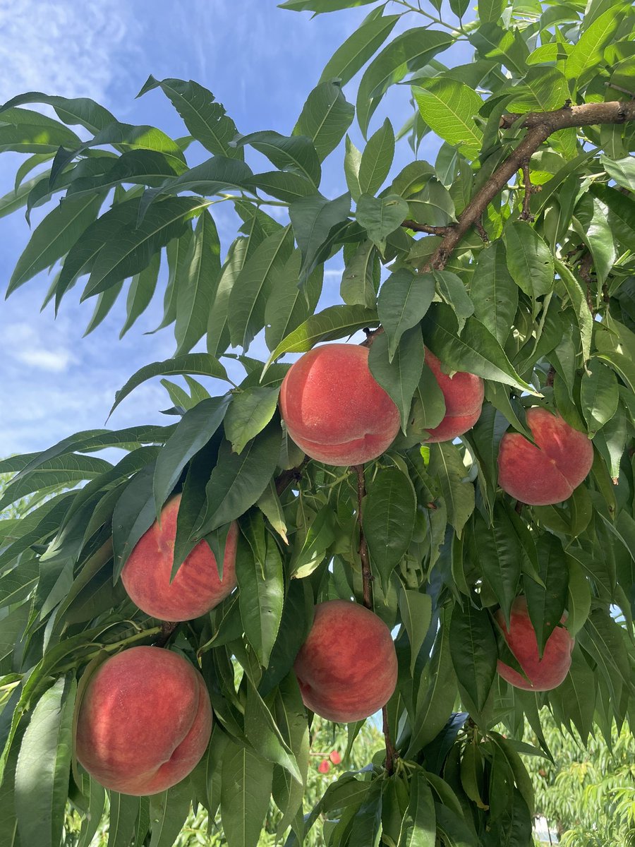 たヌ吉果樹園(次回19日~順次発送)様♡ たヌ吉果樹園(次回19日~順次発送)様♡