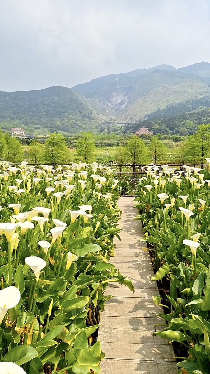 Awesome_Karate's tweet photo. 芋見小時候  2024 陽明山竹子湖海芋季 | 竹子湖 海芋園 陽明山 台北 | Calla Lily Yangmingshan Bamboo Lake Taipei | 陽明山竹子湖カラーリリー祭り

https://t.co/acQ4r11wlw https://t.co/jwjR7jNdQH
