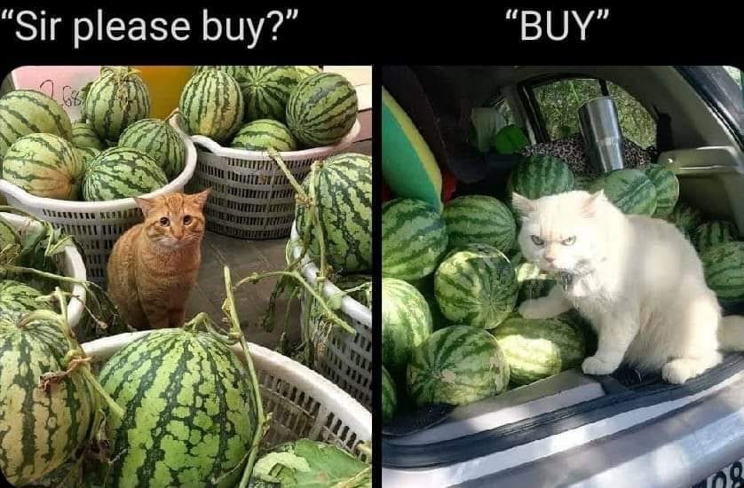 PunchingCat's tweet photo. https://t.co/EclbLzQSMc