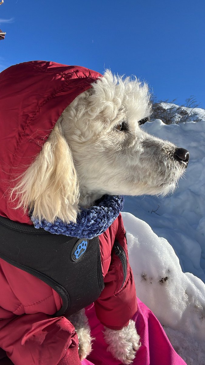 pae_kathy's tweet photo. #t13sábado nuestro perrito se llama osito, saludos desde Villa Alemana https://t.co/L0yqg1sMKN
