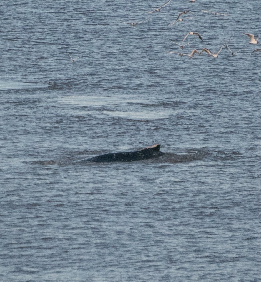Spuddlem's tweet photo. My favourite whale, ever!   Humpback monitored off the East Yorks coast last week. 

#humpback #whale #eastyorkshire https://t.co/AbxC86RnOP
