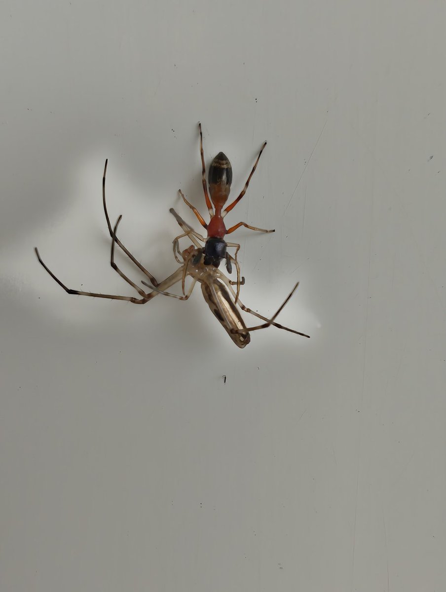 Groove_Care's tweet photo. 事務所の玄関で変な蜘蛛が蜘蛛食べてた🕷🕷🕸
蟻🐜みたいな蜘蛛🕷らしい😅 https://t.co/UJzIiCXVgV