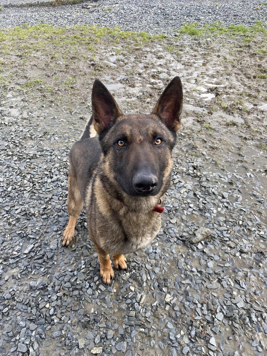 gsrescueelite tweet picture