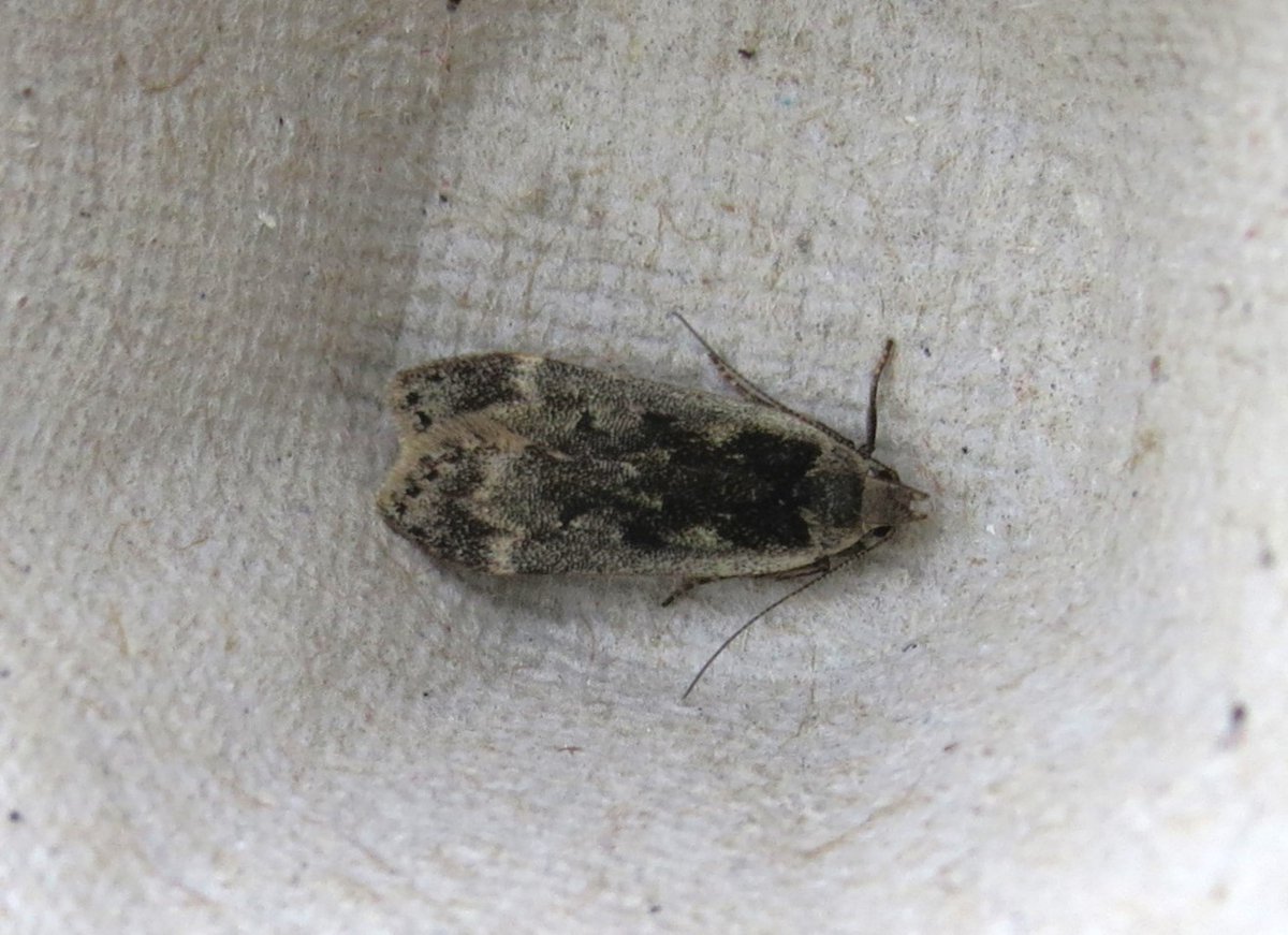 David Bedford (@davidbedford86) on Twitter photo <a href="/MOTHIDUK/">UK Moth Identification</a> Could do with a bit of help with these micros from Ashton's Flash in Cheshire. Thanks. <a href="/MOTHIDUK/">UK Moth Identification</a> Could do with a bit of help with these micros from Ashton's Flash in Cheshire. Thanks.