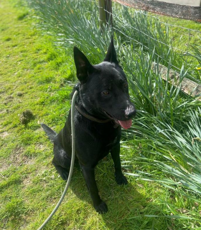 gsrescueelite tweet picture