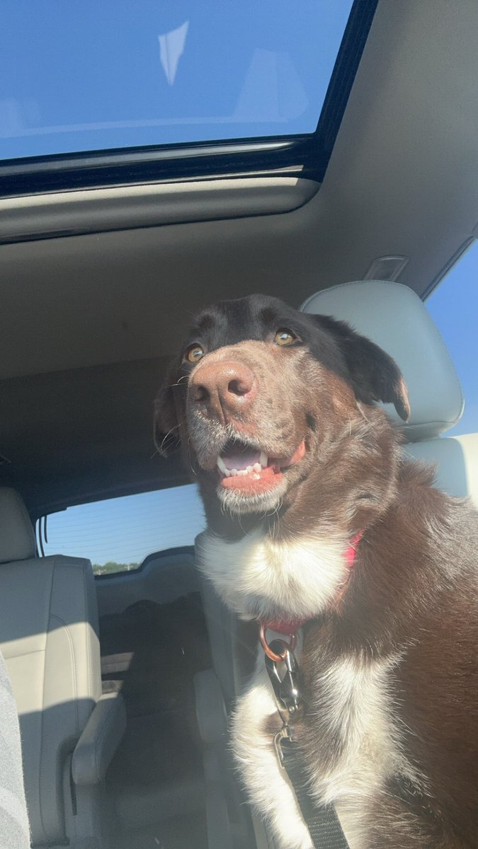 meghanschiff's tweet photo. Saturday morning car rides to get coffee❤️ https://t.co/CU2aJNsrsd
