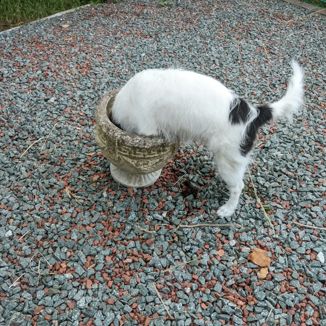 DogCastRadio's tweet image. Well at least I won't have to buy one of "dog digging" ornaments! Lol

(Might have to buy some plants! Rest in peace to the pansies 🌸) 

#dog #dogdigging #doglife #funnydog #plantpot