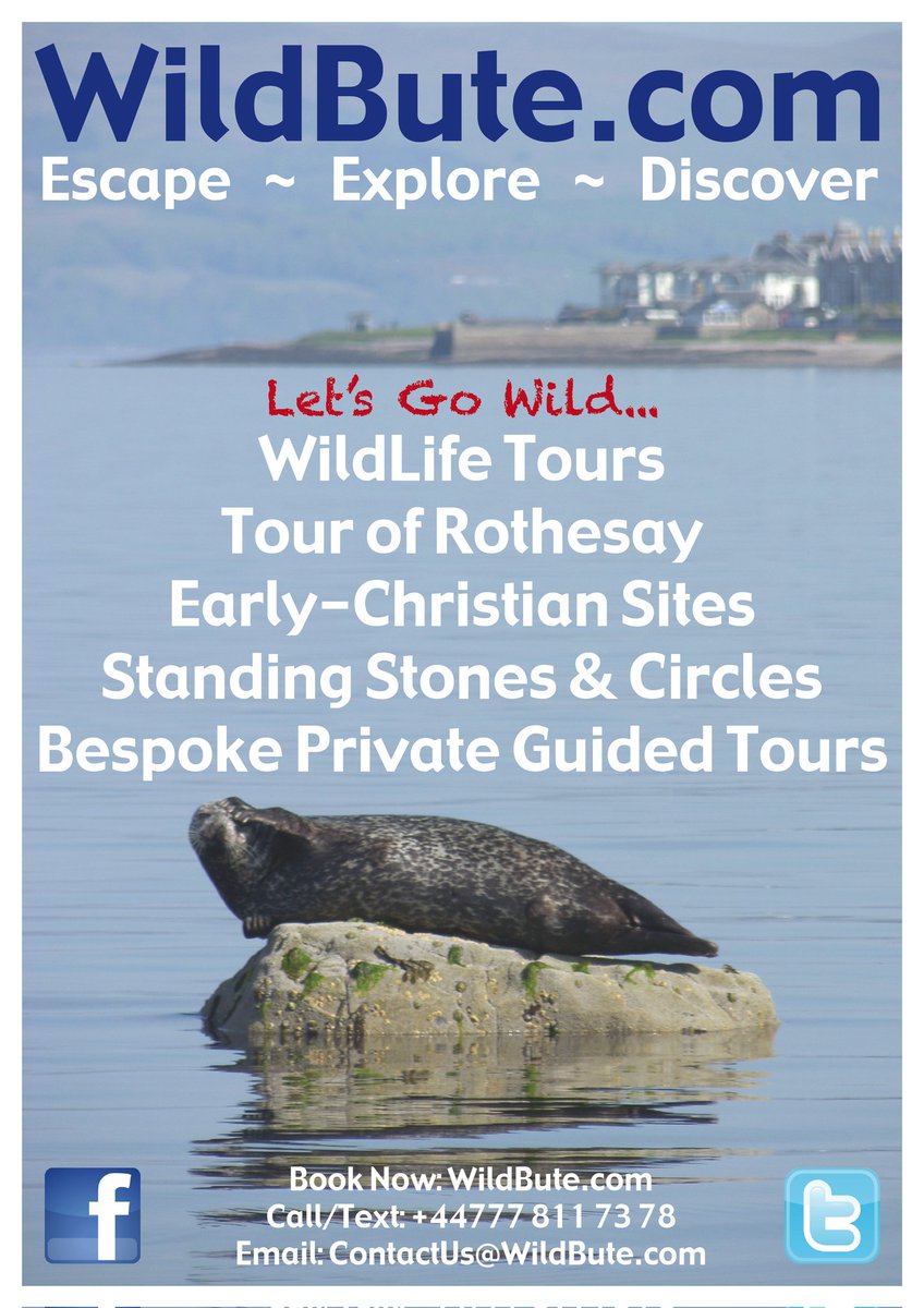 Wild Bute tweet media