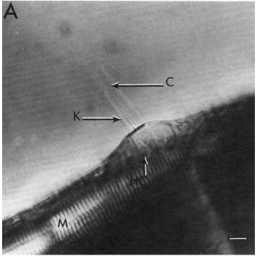 ZebrafishRock's tweet image. Metcalfe et al. (1985) were first to fully characterize the lateral line (a series of sense organs on skin that detect water flow) in #zebrafish larvae. Included within this seminal piece are meticulous hand-drawings that are commonly found in Kimmel&apos;s papers. #ZebrafishFunFacts