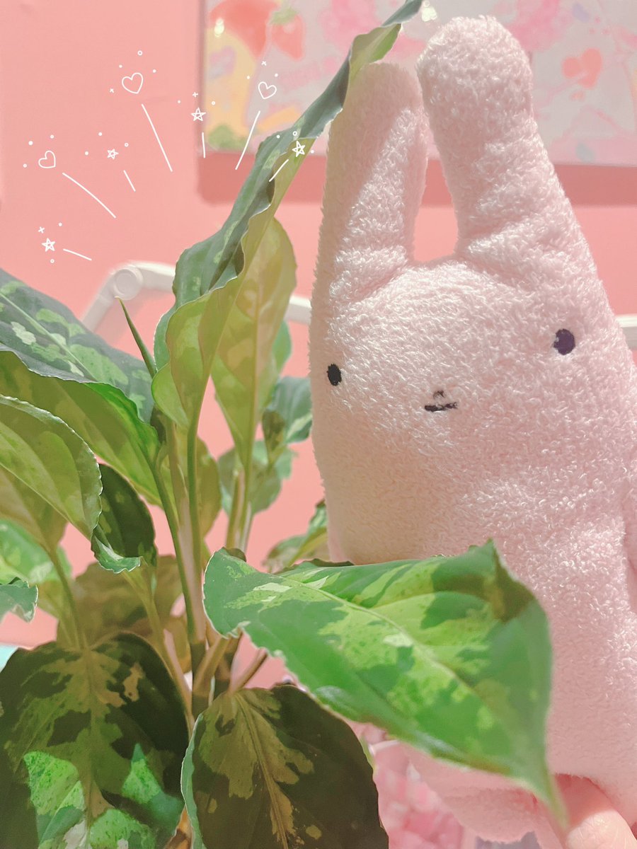 はっ😳💦💦💦

ん？あれ？
前に投稿したの３日くらい前だったはず🤔？

みなさんご無沙汰しておりますが
いかがお過ごしでしょうか？
今年も暑いですね🍉🌻🍧

お誕生日のコメントありがとうございます☺️
また１つレベルが上がりました✨

画像はちょうどお水あげてたこのこと✨迷彩柄で可愛いでしょ💕