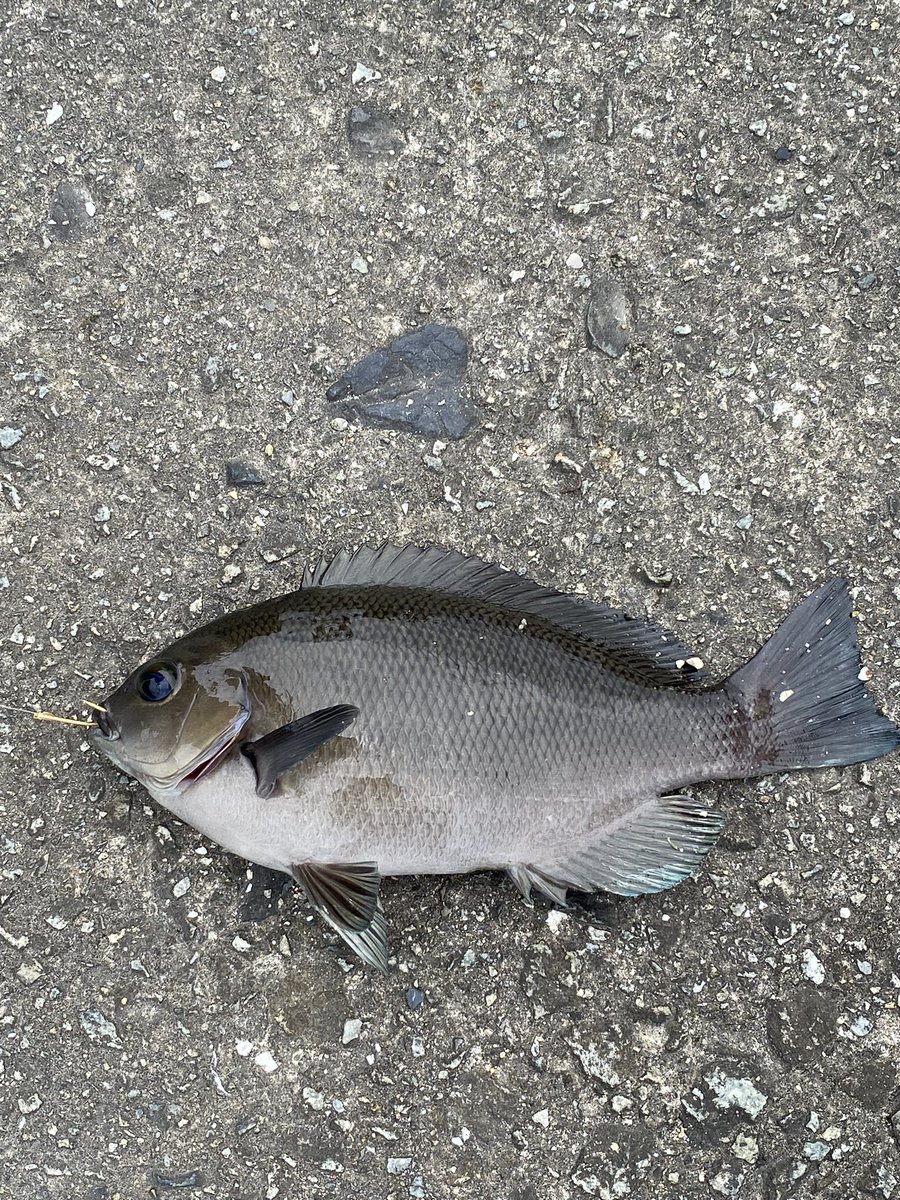 chakechannel's tweet photo. 鯖15の グレ1 ベラ2 キス1 
鯖はサビキでチャンスタイム
バリバリやった🪣🎣

#山口県 #釣りガール https://t.co/vB82AsHdTH