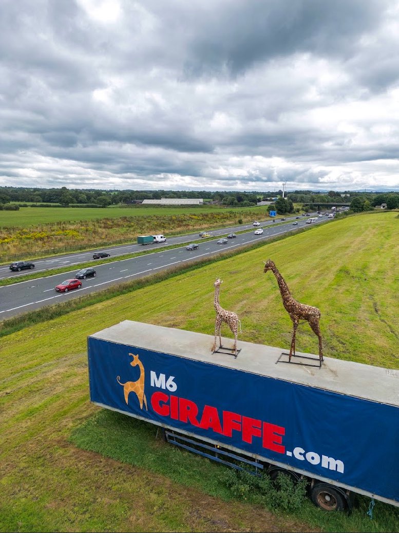 M6 Giraffe 🦒 tweet media