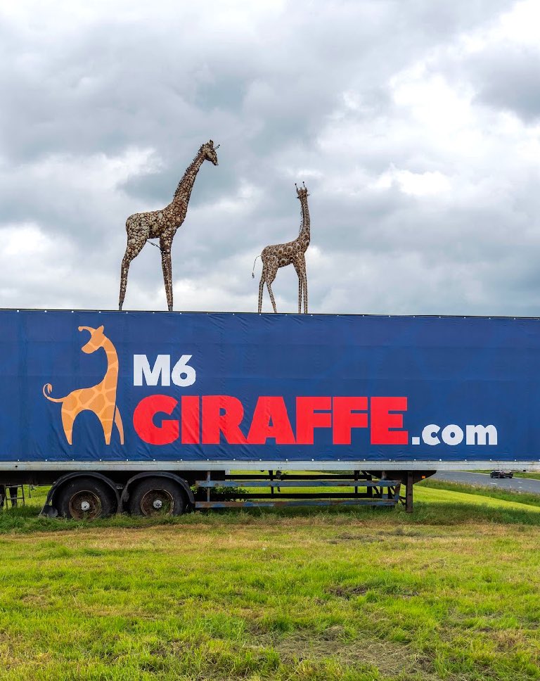 M6 Giraffe 🦒 tweet media