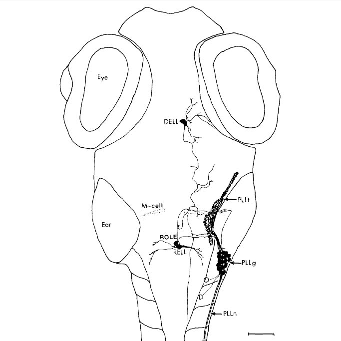 ZebrafishRock's tweet image. Metcalfe et al. (1985) were first to fully characterize the lateral line (a series of sense organs on skin that detect water flow) in #zebrafish larvae. Included within this seminal piece are meticulous hand-drawings that are commonly found in Kimmel&apos;s papers. #ZebrafishFunFacts