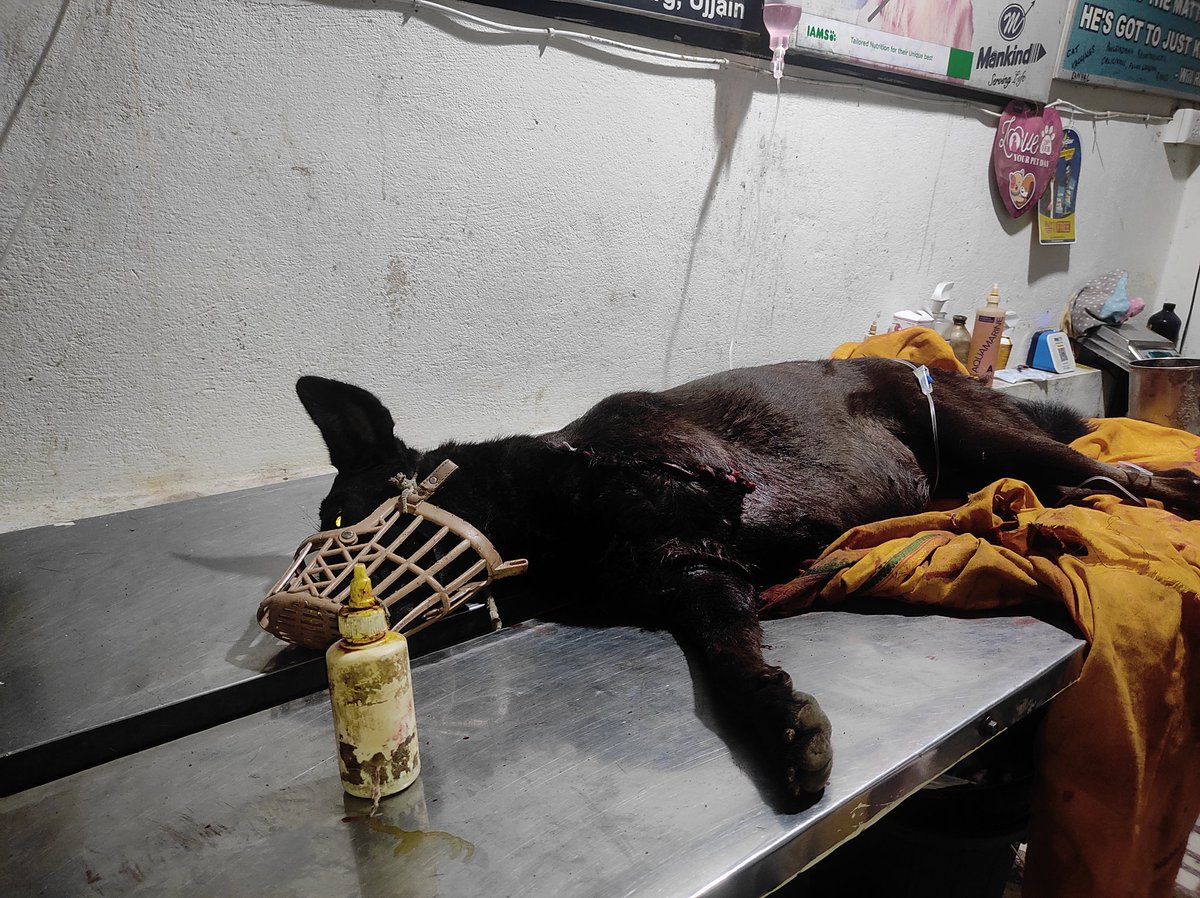 __kaustubh__'s tweet photo. Today in Ujjain, I found a dog severely injured in an accident.After getting no help from 1962( government veterinary services no.)I took him to a vet for emergency surgery, which was successful. Hoping for a speedy recovery for this brave pup.#Ujjain #AnimalRescue #HelpingHands https://t.co/UIFCyOFjwA