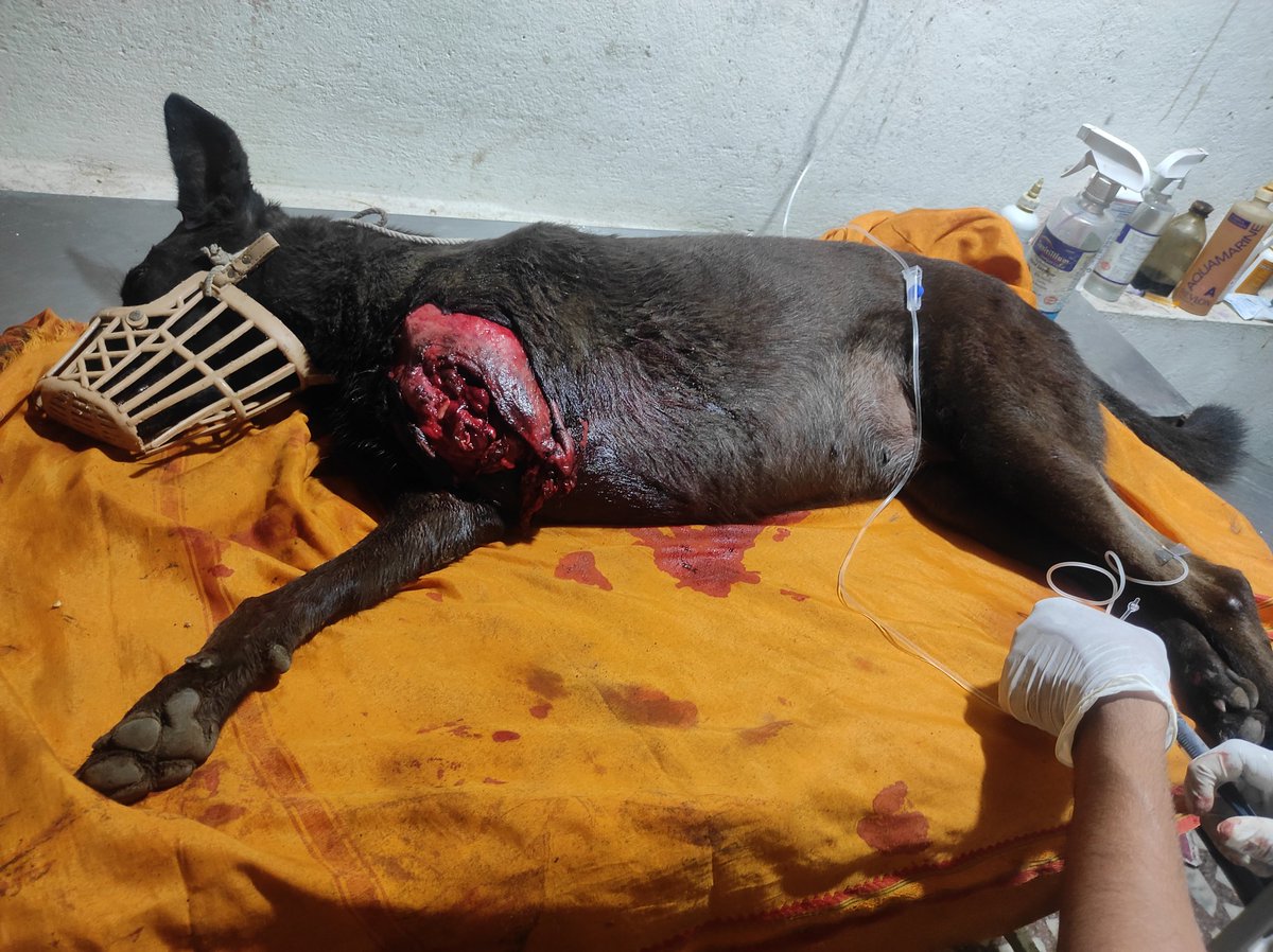 __kaustubh__'s tweet photo. Today in Ujjain, I found a dog severely injured in an accident.After getting no help from 1962( government veterinary services no.)I took him to a vet for emergency surgery, which was successful. Hoping for a speedy recovery for this brave pup.#Ujjain #AnimalRescue #HelpingHands https://t.co/UIFCyOFjwA