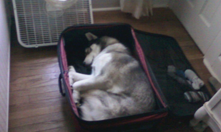 moth grinder (@senpakueyes) on Twitter photo 