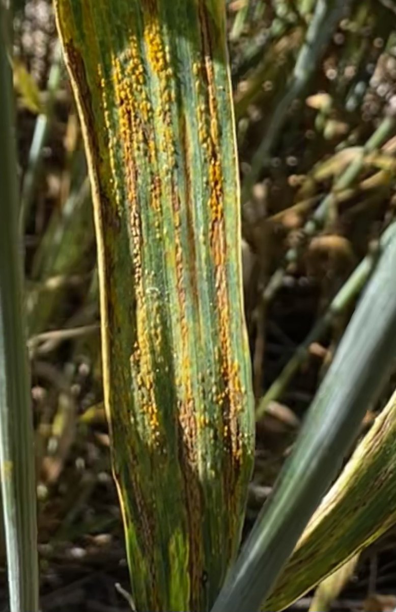 rustpathology's tweet image. Stripe rust in variety trials at Hettinger, North Dakota.