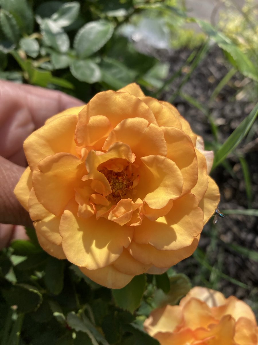 1in5kidz's tweet photo. #SaturdayGardens #TorontoGardens #miniRoses #mentalwellness https://t.co/5LQ3xv8HAE