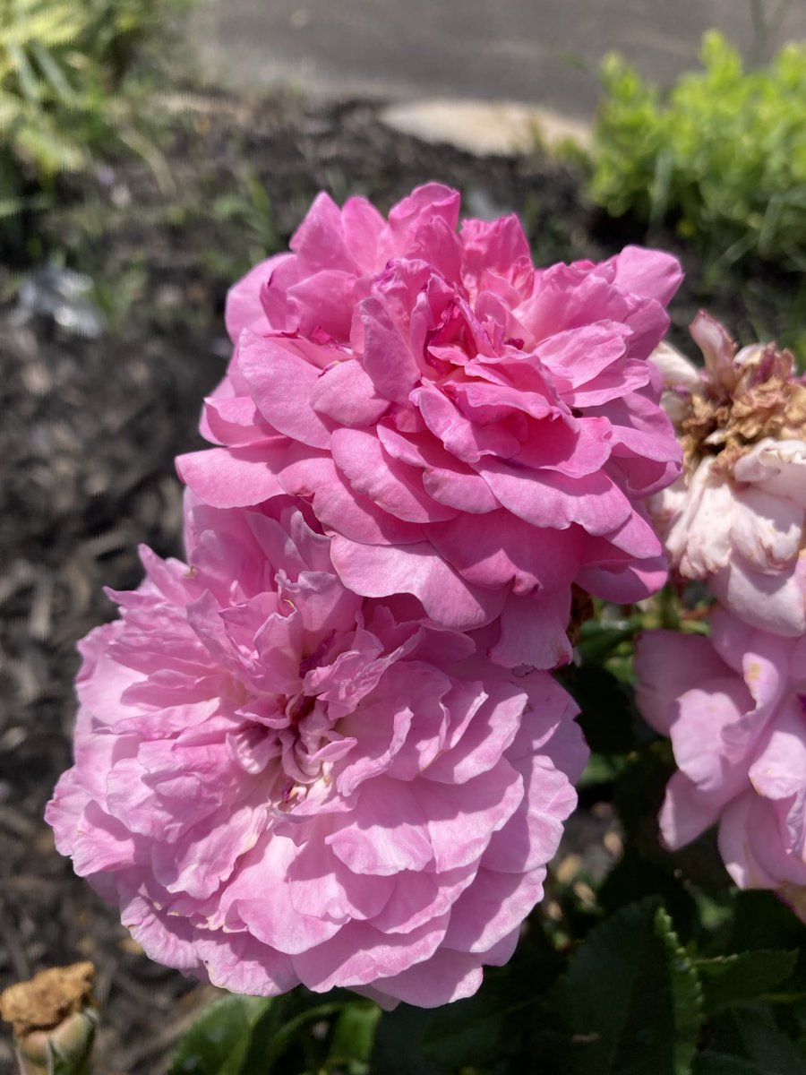 1in5kidz's tweet photo. #SaturdayGardens #TorontoGardens #miniRoses #mentalwellness https://t.co/5LQ3xv8HAE