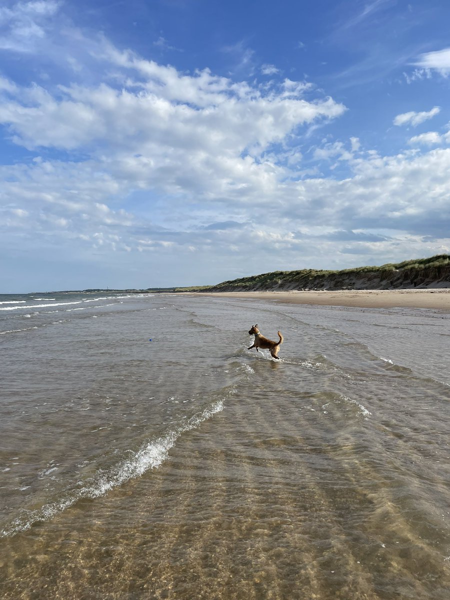 OlaKwiecien3's tweet photo. Two days in a row at the coast? I do not see why not?
🌊☀️🐾🎾😎
#dogsoftwittter #Northumberland #SunnyWeekend https://t.co/1fDL9NZIrf