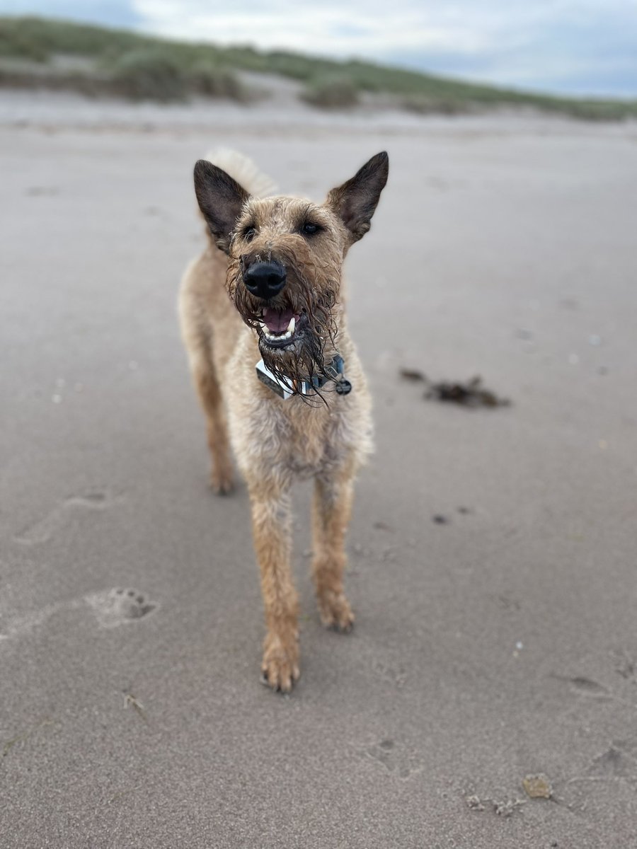 OlaKwiecien3's tweet photo. Two days in a row at the coast? I do not see why not?
🌊☀️🐾🎾😎
#dogsoftwittter #Northumberland #SunnyWeekend https://t.co/1fDL9NZIrf