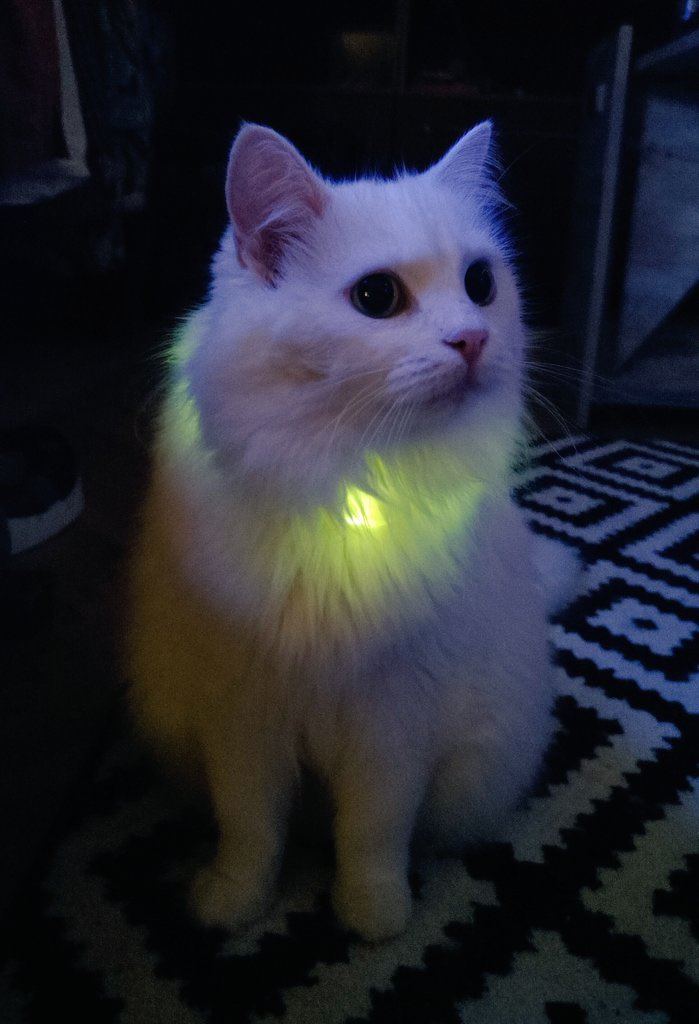 ‼️Друзі, терміново потрібно врятувати життя.

Це киця наших друзів Марго і вона має пухлину та утворення в легенях, ми були у різних лікарів і нарешті прийшли до того що киці потрібна операція.
Вона коштує 15 тисяч орієнтовно.

send.monobank.ua/jar/7321kSGGFr
Дуже прошу допомогти 🙏