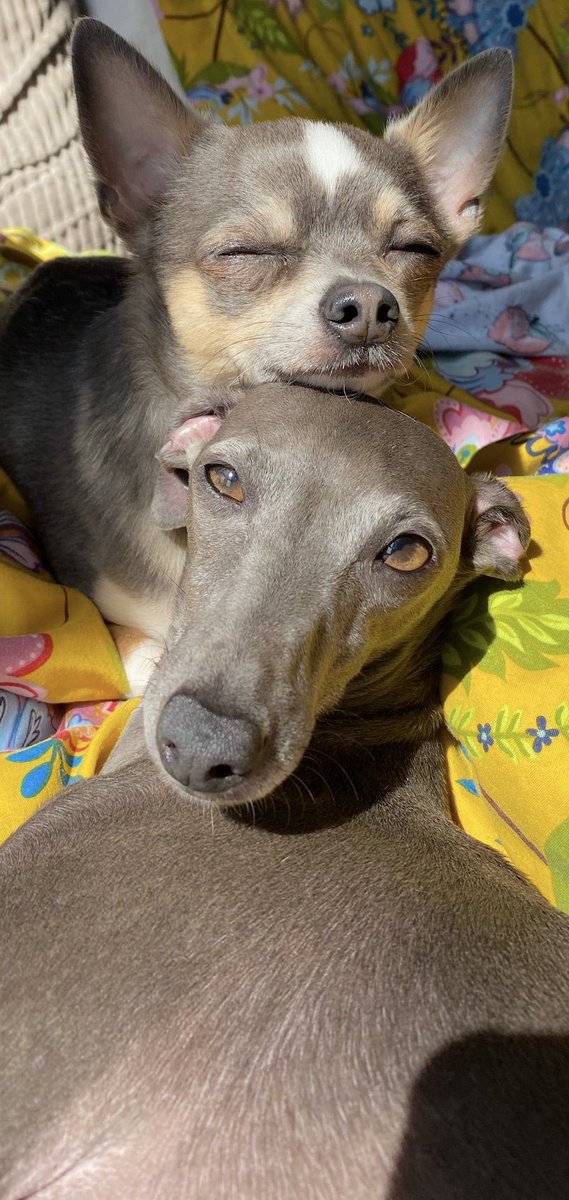 helenraw's tweet photo. The rest of July and the whole of August is gonna be very cute at @RawsPawsUK Towers...
In order of arrival we have...
Bella - #WeeBellaBoo
Moose & Daphne - hashtag TBC
and
Tobie - #WeeTobes
I cannae wait 🥰🥰🥰🥰
#TheCatAndDogLady https://t.co/ywnXRyXAfd