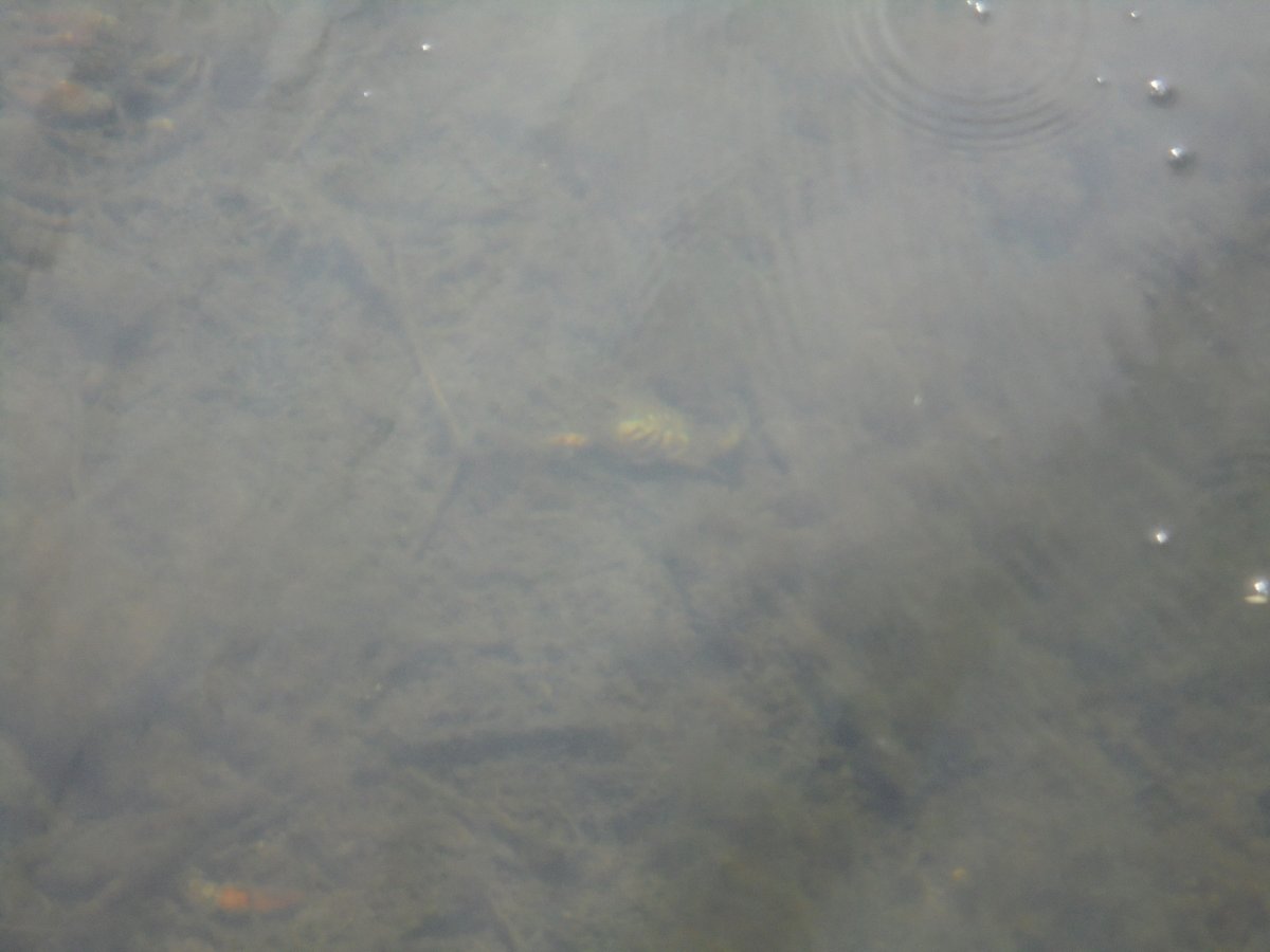 Friends of the River Granta ,FROG tweet media