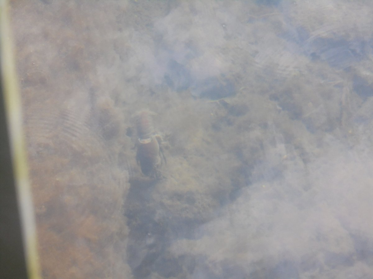 Friends of the River Granta ,FROG tweet media