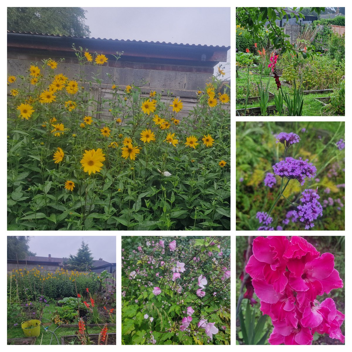 katerina7711's tweet photo. The skies opened as I arrived at the #allotment but the #rain can't spoil the beauty of the #flowers #gyo #gardening #colourfully #growyourown https://t.co/vrYyAjEWIL