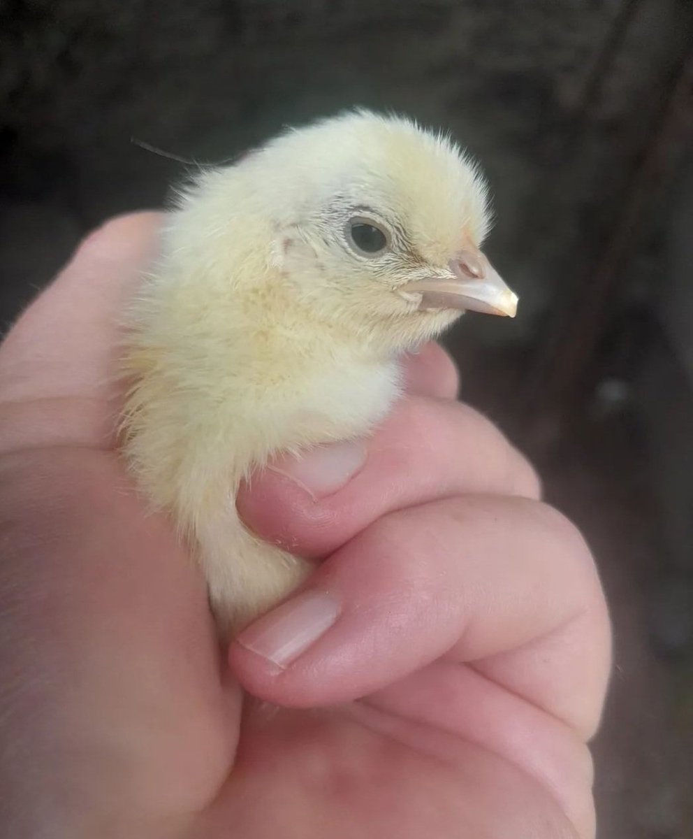 ThreePaddocks's tweet image. Newest resident.