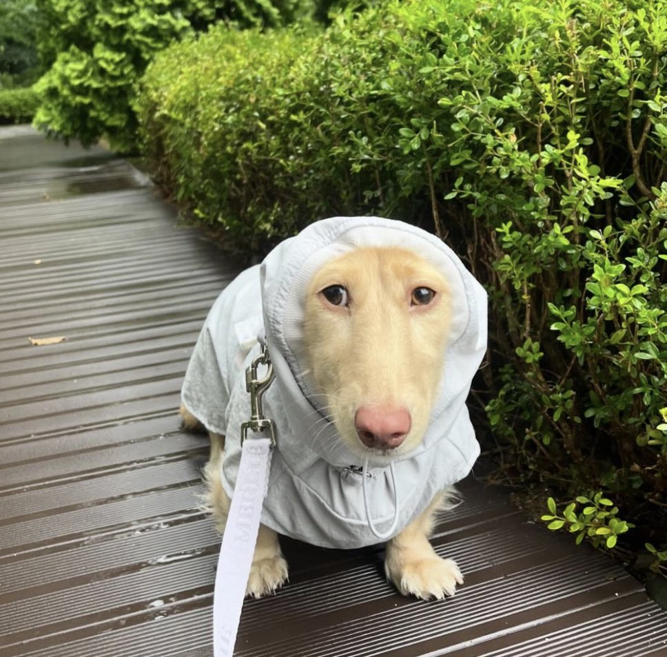 Mike Truk 𓅻 (@wpghotdog) on Twitter photo 