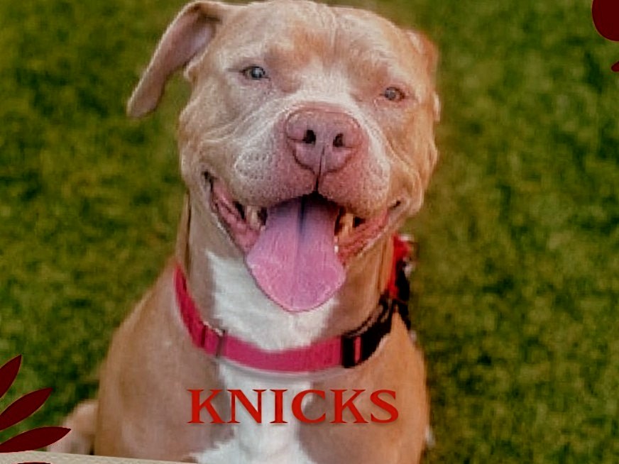 🖤KILL COMMAND🖤
KNICKS💙   200181
#NYCACC

RESERVATION FELL THROUGH!😢
Surrendered for a new baby😔
He's 9 yrs old, social, playful &amp; affectionate🤗
Housetrained⭐
Friendly w/strangers, kids &amp; dogs!
Loves water💦 baths &amp; squeaky toys!
Enjoys walks🦮
PLEASE FOSTER/ADOPT #PLEDGE