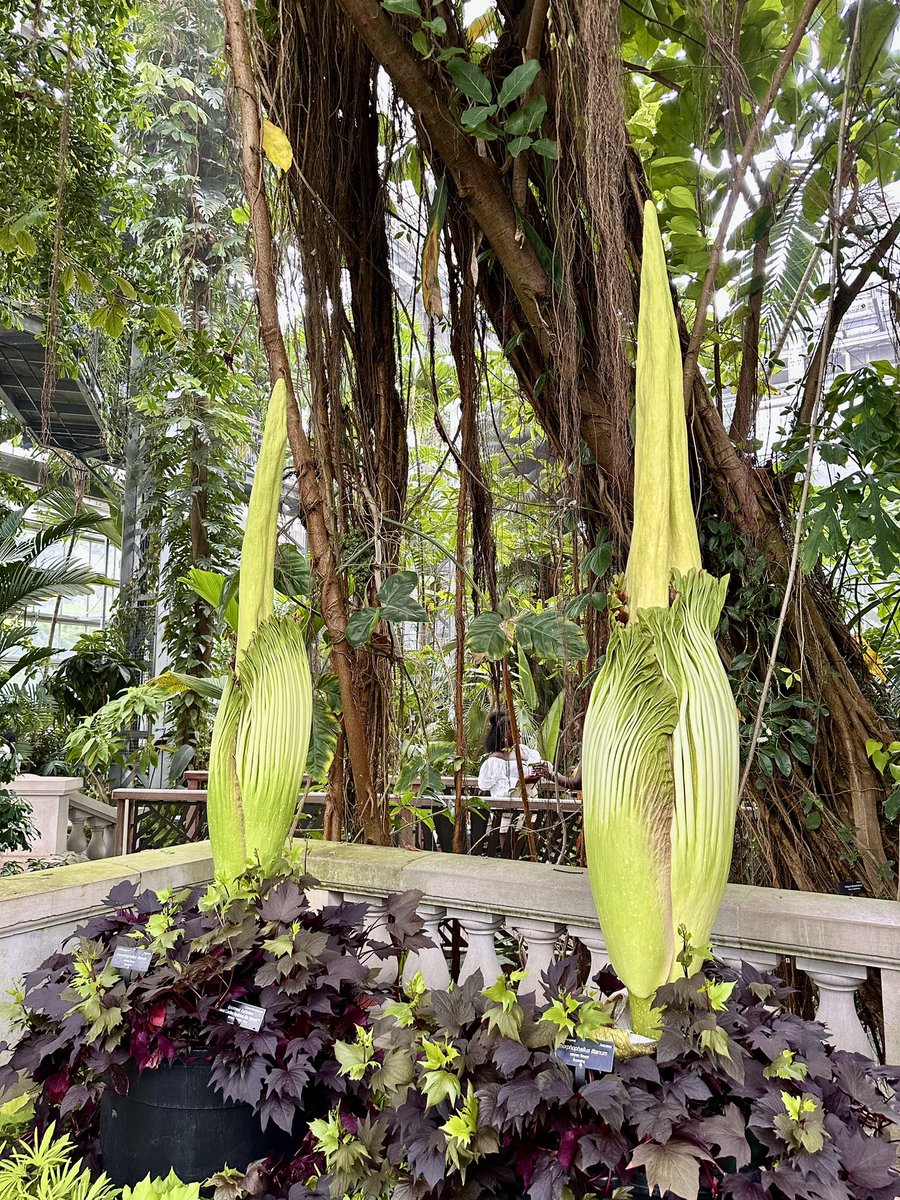 susantran's tweet photo. The #CorpseFlowers are not ready to bloom yet. We’ll have to come back! #USBotanicGarden #DC https://t.co/brS4LmW4E8