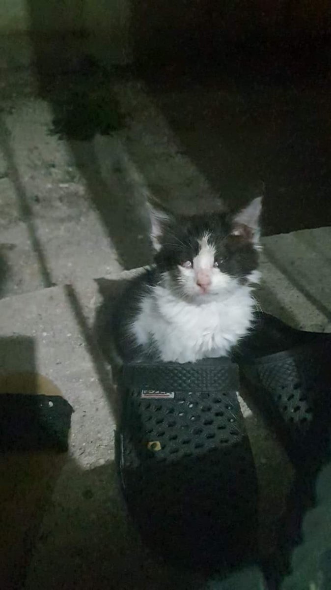 Merhaba babyler. Umarım tweet doğru kişilere ulaşır diye bu bıcırıgı size atmak istedim. Bugün sabah gördüm yavruyu kör olduğunu görünce direkt aldım apartmanın besleme alanına getirdim. Ayağının sakat olduğunu fark ettim ve veterinere götürdüm. Ve maalesef bana kırık olduğunu+