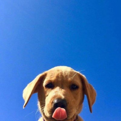 Wagmi Dog tweet media