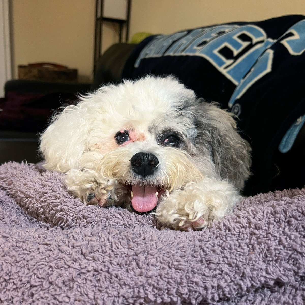 Happy 11th #birthday to Miss Skye! She is recovering well from hip surgery and is even being mischievous at therapy. 😂🤭 #happybirthday #dogsoftwitter #birthdaygirl