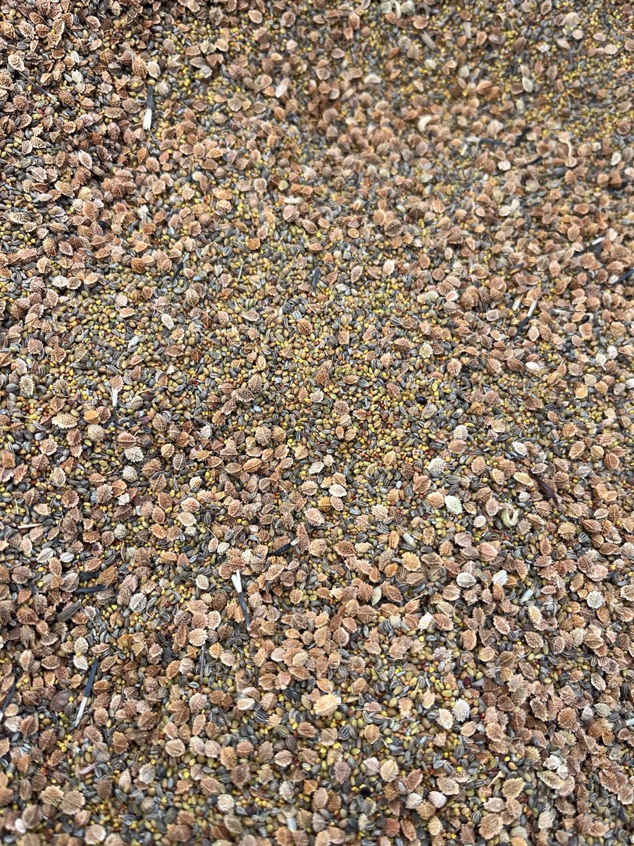 Shalvanstown's tweet photo. Seriously don't rob us farmers of the straw incorporation measure. If these lands were to be sown with covercrops and produce lots of bulky green stuff there would be no fodder crisis. https://t.co/uF1lPeuzp3