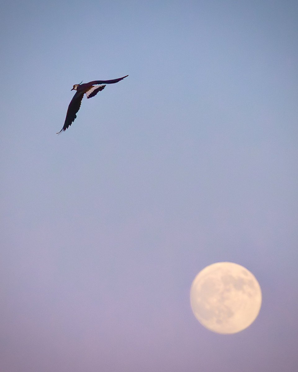 CorbettRory's tweet photo. @sykesjeff Lapwing at Dusk https://t.co/QgyliVyQqf